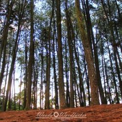 Low angle view of trees in forest against sky