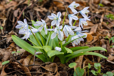 Close-up of flowering plants on land