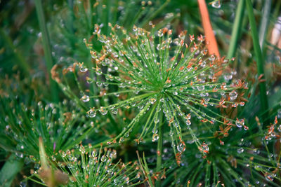 Close-up of wet plant
