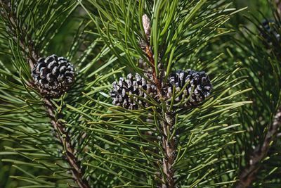 Mountain pine branches with cones in sunlight - pinus mugo turra