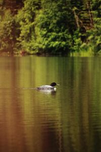 Duck swimming in lake