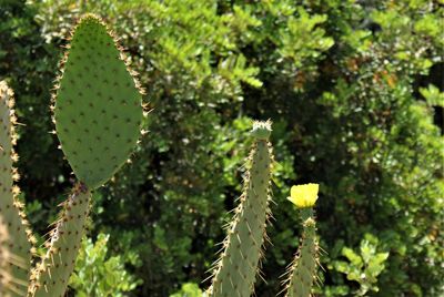 Close-up of plant