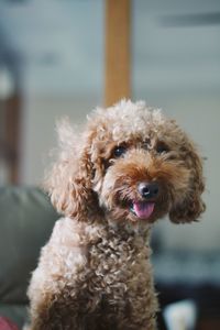 Portrait of dog sticking out tongue