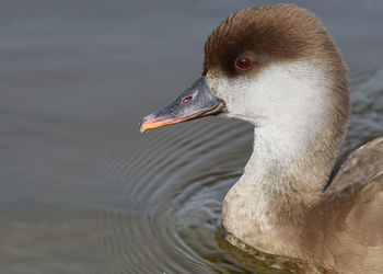 Close-up of duck swimming in lake