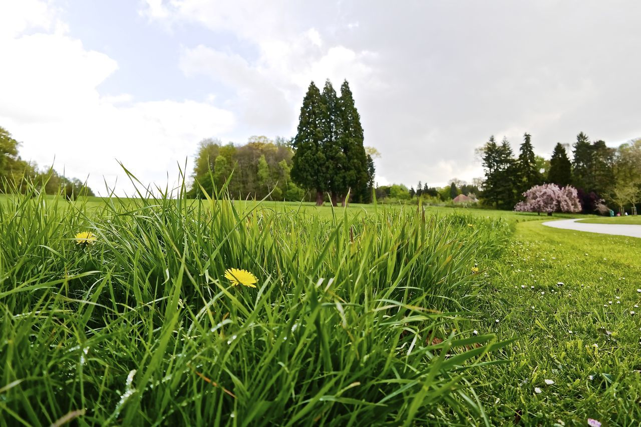 field, grass, growth, sky, green color, rural scene, agriculture, landscape, tranquil scene, nature, beauty in nature, tranquility, farm, grassy, crop, scenics, tree, plant, cloud - sky, cultivated land