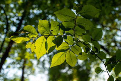 Low angle view of leaves on tree