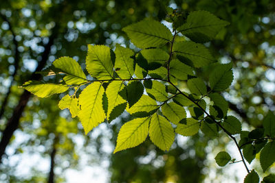 Young elm.  branch with leaves, sunlit. ulmus alata.