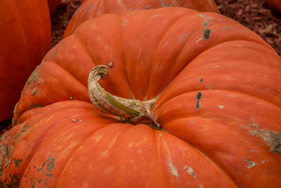 High angle view of pumpkin for sale in market
