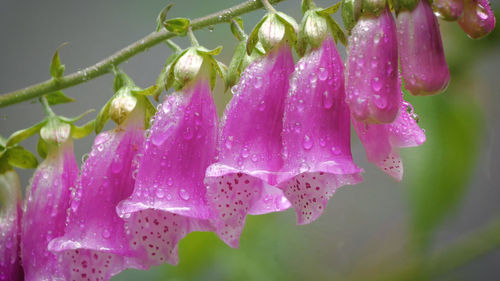 Close-up of wet pink flowers blooming outdoors