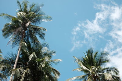 Low angle view of palm trees against blue sky