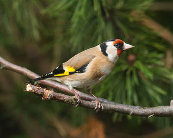 Close-up of bird perching on a tree