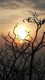 Low angle view of silhouette bare tree against sky during sunset