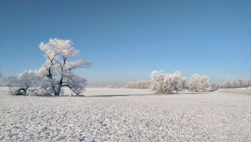 Trees on snow covered field against sky