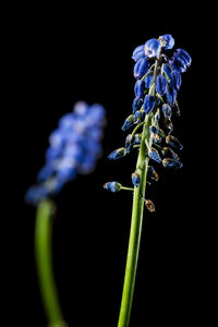 Close-up of purple flowering plant against black background