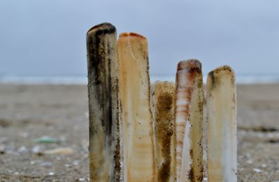 Close-up of wooden post on beach