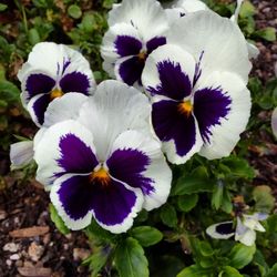 Close-up of purple flowers blooming outdoors