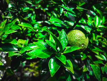 Close-up of green leaves