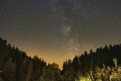 Low angle view of trees at night