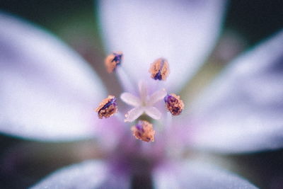 Close-up of insect on flower