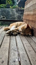 Cat sleeping on wood