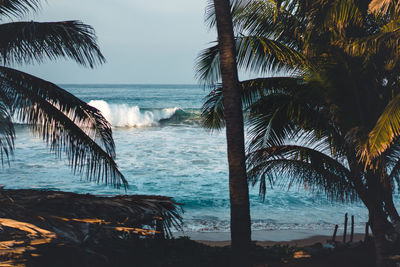 Palm trees on beach against sky