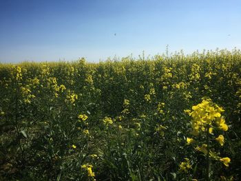 Scenic view of oilseed rape field against sky