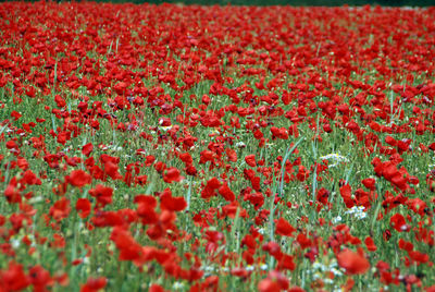 Close-up of red flowering plants on field