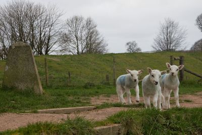 Horses on field