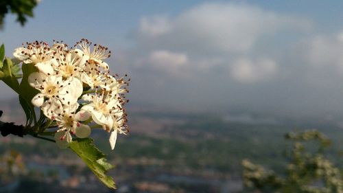 Close-up of white flowers