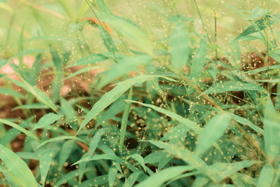 Full frame shot of plants growing on field