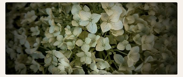 Full frame shot of leaves