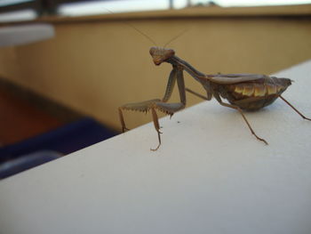 Close-up of grasshopper