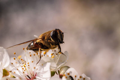 Close-up of bee pollinating on flower