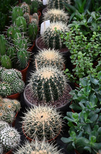 Close-up of cactus