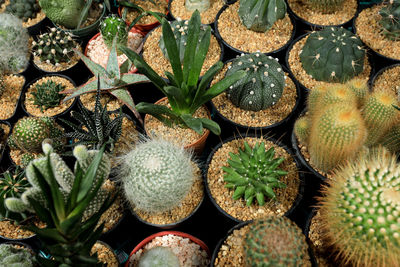 Full frame shot of succulent plants