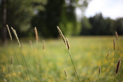 Close-up of stalks in field