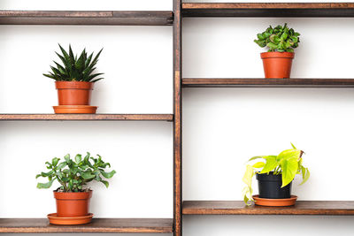 Potted plant on table at home