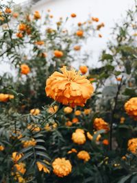 Close-up of orange flowers blooming on tree