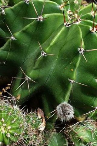 Cactusporn