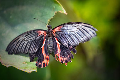 Close-up of butterfly on flower