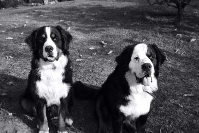 Portrait of dogs sitting on field