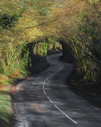 Road amidst trees on landscape