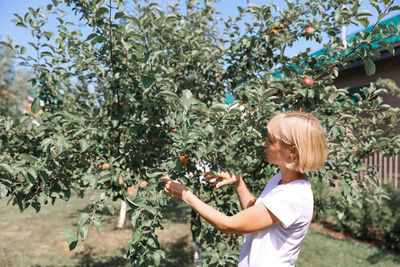 Beautiful young woman picking ripe organic apples in orchard person