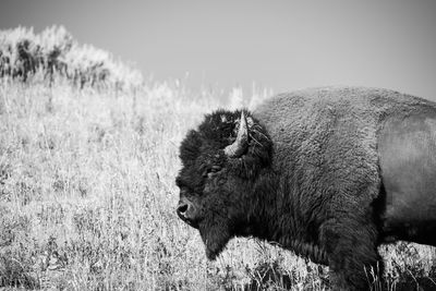 Large buffalo roam