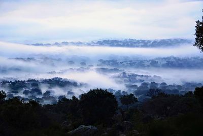 Scenic view of forest against sky