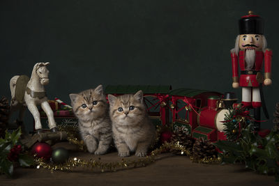 Two cute british shorthaired kittens between old toys and christmas ornaments in a still life 