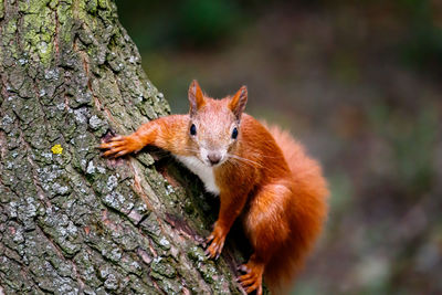 Close-up of squirrel on tree trunk