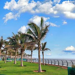 Palm trees by sea against sky