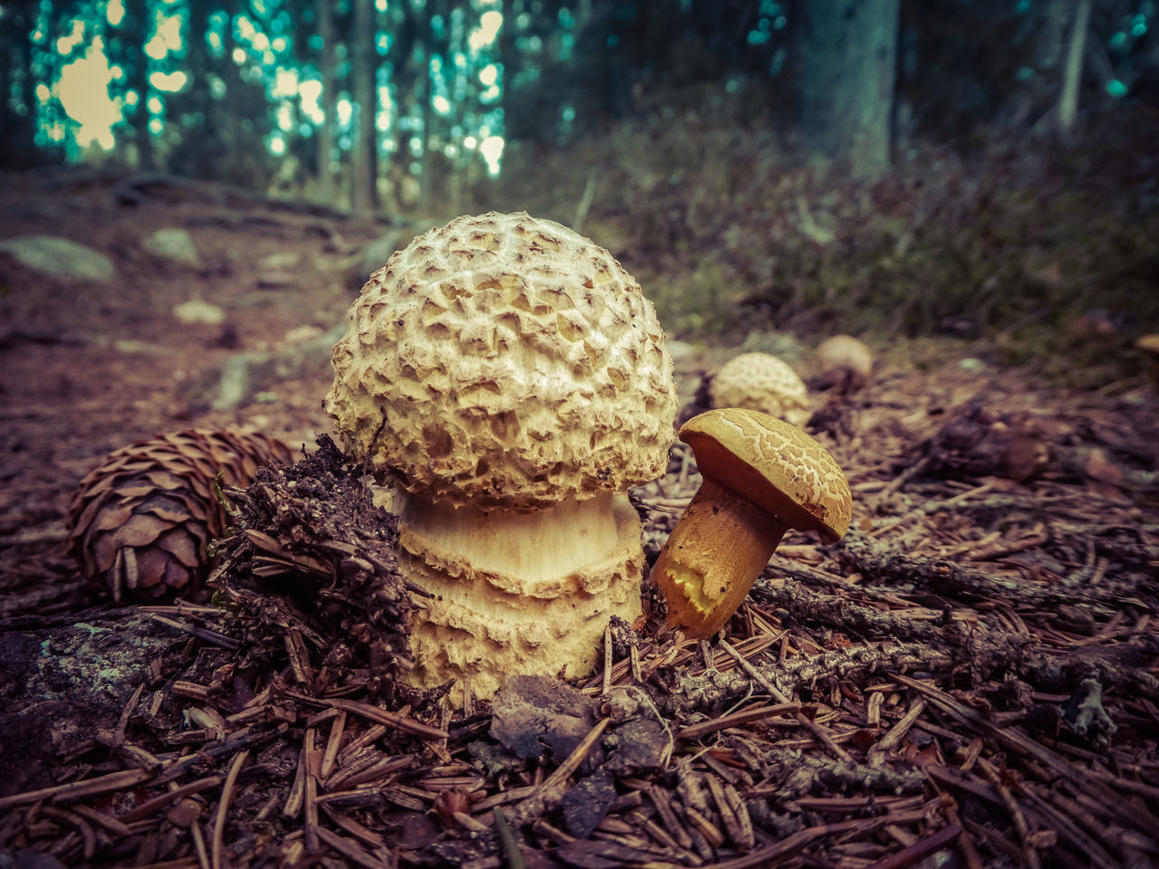 CLOSE-UP OF MUSHROOMS ON FIELD