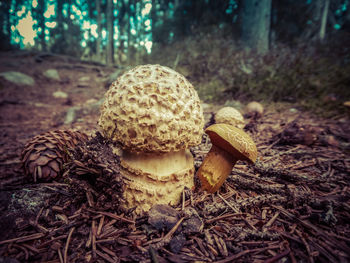 Close-up of mushroom growing on field